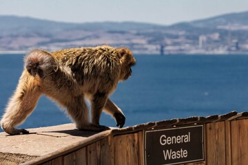 Berber monkeys on the Rock of Gibraltar.