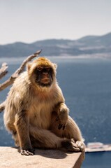 Berber monkeys on the Rock of Gibraltar.