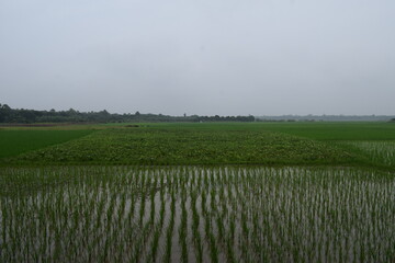 Fototapeta premium picture of paddy field
