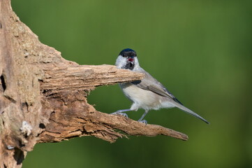 Poecile palustris aka marsh tit perched on tree branch. Common bird in Czech republic nature. Isolated on blurred background.