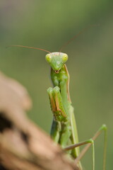 Praying Mantis aka Mantis religiosa adult female in wild nature of Czech republic. Late summer.