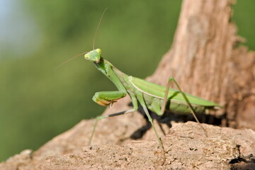 Praying Mantis aka Mantis religiosa adult female in wild nature of Czech republic. Late summer.