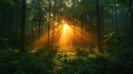 Naklejka premium Sunrise Through Forest