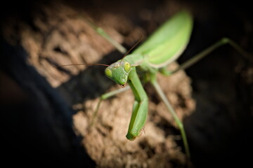 Praying Mantis aka Mantis religiosa adult female in wild nature of Czech republic. Late summer.