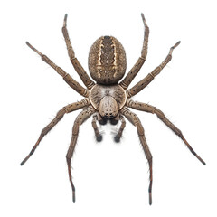 Obraz premium photo of hobo spider, isolated on white