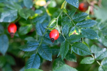 Autumn rosehip bush with fruits - Rosa canina