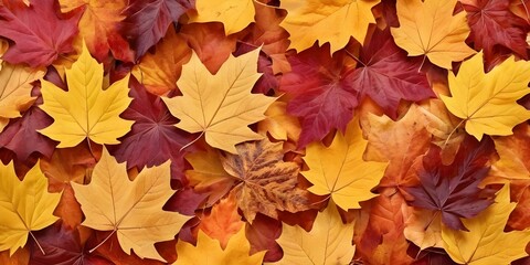 Colorful autumn leaves arranged in various shades of red, orange, and yellow on a white background