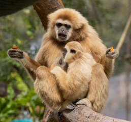 A mother Gibbon and her baby sitting in a tree