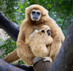 A mother Gibbon and her baby sitting in a tree