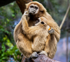 A mother Gibbon and her baby sitting in a tree