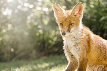 Romantic, dreamy portrait of a juvenile red fox in the sun. Young animal in the wild. Copy space, place your text.