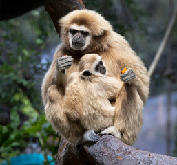 A mother Gibbon and her baby sitting in a tree