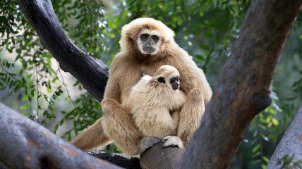 A mother Gibbon and her baby sitting in a tree