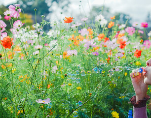あけぼの山農業公園の美しいコスモス