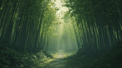 Obraz premium A tranquil bamboo forest with a winding path, tall green stalks arching overhead, soft ambient light filtering through, captured in a symmetrical frontal shot