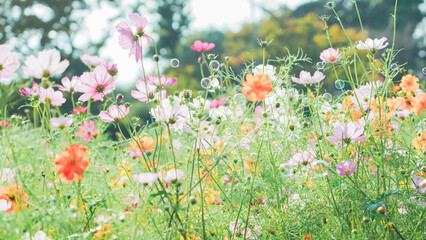 あけぼの山農業公園の美しいコスモス