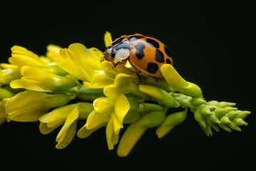 Multicolored Asian Lady Beetle - Harmonia axyridis, beautiful small colored lady beetle from Euroasian meadows and grasslands, Czech Republic.