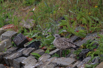 gull chick