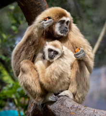 A mother Gibbon and her baby sitting in a tree