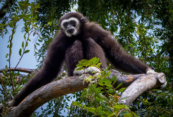A Black Gibbon sitting in a tree
