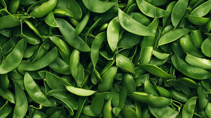 Fototapeta premium Green Bean Texture Background