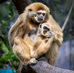Obraz premium A mother Gibbon and her baby sitting in a tree