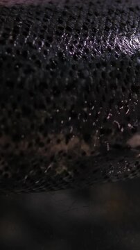 Raw uncooked sea salmon whole fish in a tray with herbs. White background. Top view.