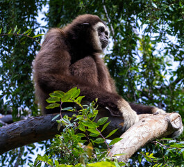 A Black Gibbon sitting in a tree