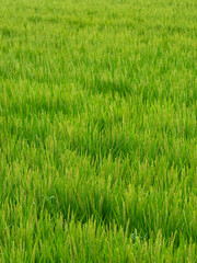稲の穂を付けた夏の水田