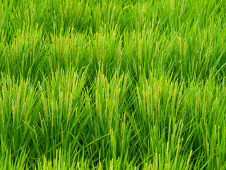 稲の穂を付けた夏の水田