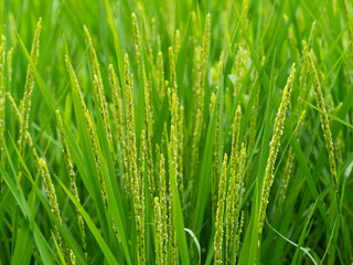 稲の穂を付けた夏の水田