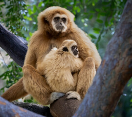Fototapeta premium A mother Gibbon and her baby sitting in a tree