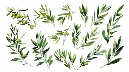 Fototapeta premium Watercolor Illustration of Olive Branches with Green Olives