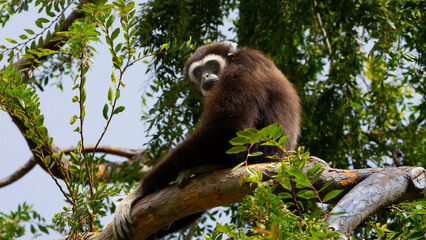A Black Gibbon sitting in a tree