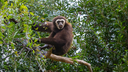 A Black Gibbon sitting in a tree