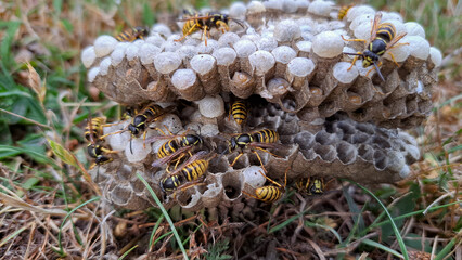 dangerous yellow-black wasps and their nest