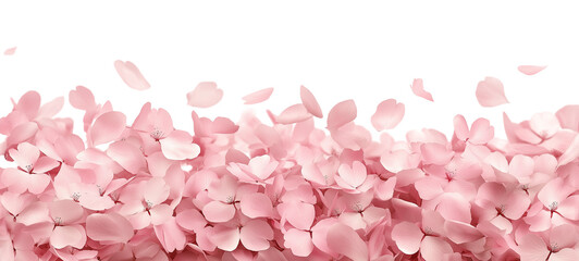 Obraz premium Seamless Horizontal sakura cherry blossom spring petals boarder isolated on transparent background 
