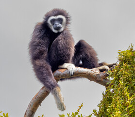 A Black Gibbon sitting in a tree