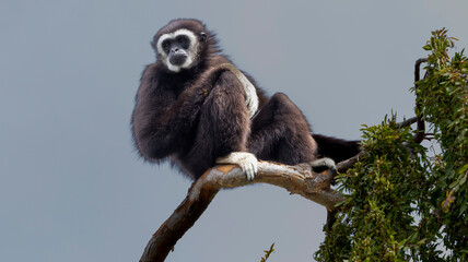 A Black Gibbon sitting in a tree