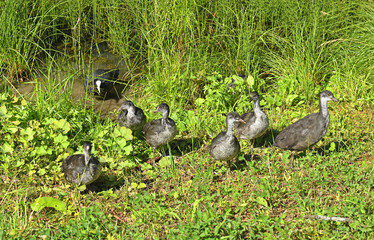 Eurasian coot (Fulica atra), also known as common coot, or Australian coot, juvenile