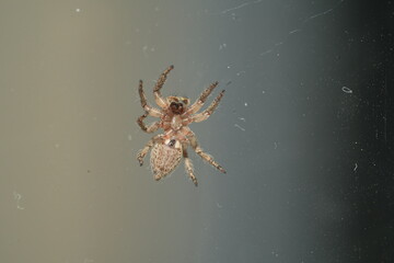 The Pantropical Jumping Spider (scientific name: Plexippus paykulli) is a species of jumping spider known for its distinctive appearance and remarkable agility.|褐條斑蠅虎