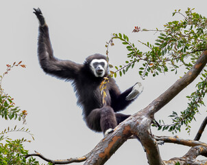 A Black Gibbon sitting in a tree