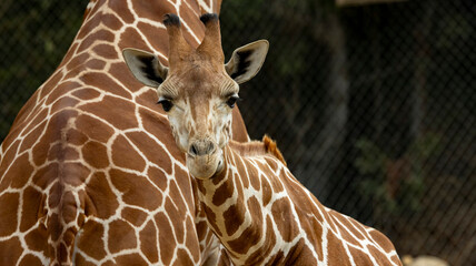 A Giraffe at a local zoo in California