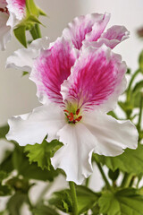 Pelargonium or Pelargonium Grandiflorum flower on a blurred background