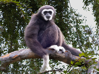 A Black Gibbon sitting in a tree