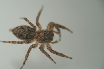 パンアフリカン・ジャンピングスパイダー（学名：Plexippus paykulli）は、その独特な外観と優れた機敏さで知られるジャンピングスパイダーの一種です。