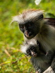 mono colobo rojo de zanzibar