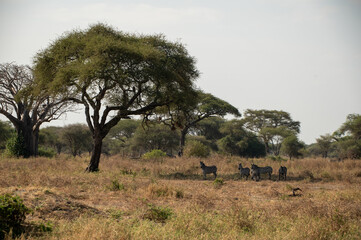 Obraz premium cebras