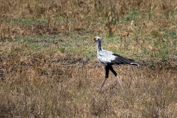 Pajaro secretario