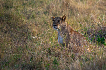 Leones